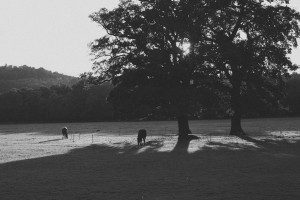 equestrian and portrait photographer Surrey