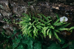natural portrait photographer, family and child, Wales