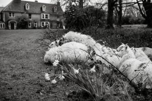 family portrait photographer